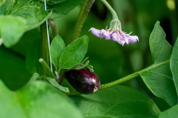 Dutch Organic Greenhouse Farm Rows Eggplants Plants Ripe Violet Vegetables — Stock Photo, Image