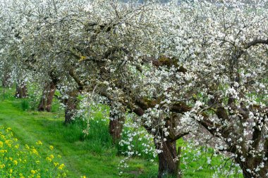 Bahar, Hollanda 'nın başkenti Betuwe' de Nisan ayında meyve ağaçlarıyla dolu meyve bahçesi.
