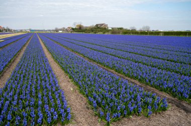 Hollanda baharı, Hollanda 'nın kuzeyindeki Lisse yakınlarındaki tarlalarda çiçek açan güçlü aromalı renkli sümbüller.