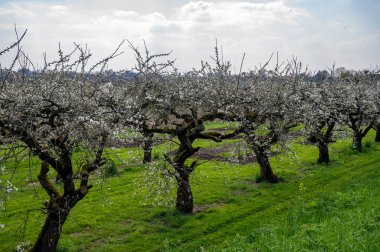 Bahar, Hollanda 'nın başkenti Betuwe' de Nisan ayında meyve ağaçlarıyla dolu meyve bahçesi.