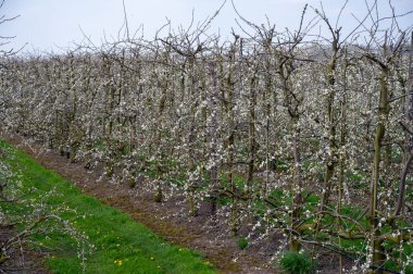 Bahar, Hollanda 'nın Betuwe şehrinde Nisan ayında meyve ağaçları olan erik eriği meyve ağacı filizleri.