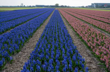 Hollanda baharı, Hollanda 'nın kuzeyindeki Lisse yakınlarındaki tarlalarda çiçek açan güçlü aromalı renkli sümbüller.