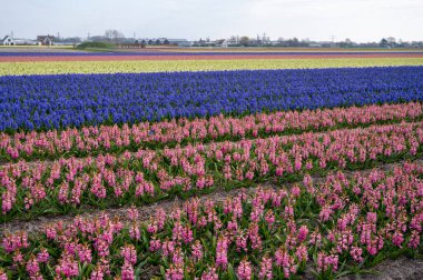 Hollanda baharı, Hollanda 'nın kuzeyindeki Lisse yakınlarındaki tarlalarda çiçek açan güçlü aromalı renkli sümbüller.