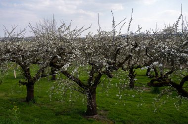 Bahar, Hollanda 'nın başkenti Betuwe' de Nisan ayında meyve ağaçlarıyla dolu meyve bahçesi.