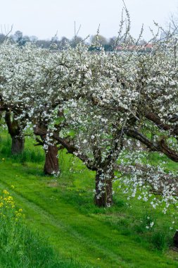 Spring white blossom of old plum prunus fruit tree, orchard with fruit trees in Betuwe, Netherlands in april clipart