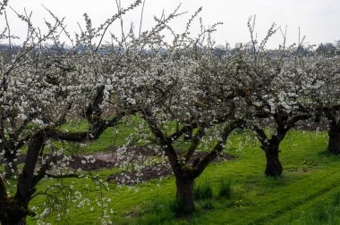 Bahar, Hollanda 'nın başkenti Betuwe' de Nisan ayında meyve ağaçlarıyla dolu meyve bahçesi.