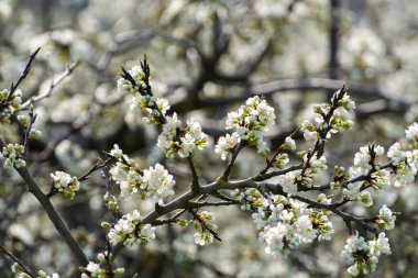 Bahar, Hollanda 'nın Betuwe şehrinde Nisan ayında meyve ağaçları olan erik eriği meyve ağacı filizleri.
