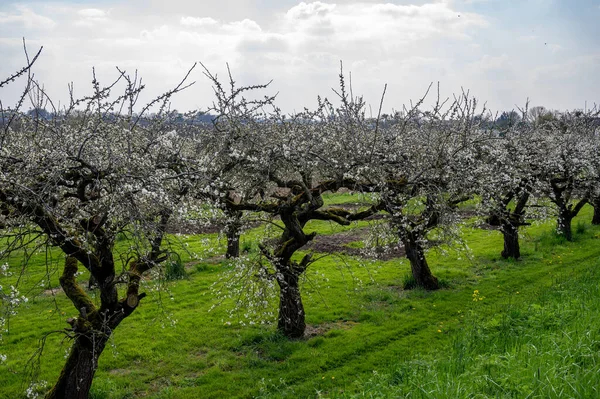 Wiosna Biały Kwiat Starego Śliwkowego Drzewa Owocowego Sad Drzewami Owocowymi — Zdjęcie stockowe