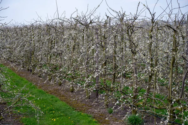 stock image Spring white blossom of plum prunus fruit tree, orchard with fruit trees in Betuwe, Netherlands in april