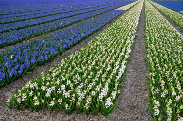 Hollanda baharı, Hollanda 'nın kuzeyindeki Lisse yakınlarındaki tarlalarda çiçek açan güçlü aromalı renkli sümbüller.