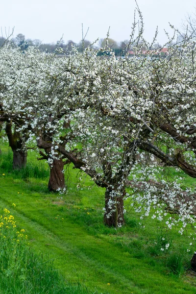 Flor Branca Primavera Árvore Velha Fruta Ameixa Prunus Pomar Com — Fotografia de Stock