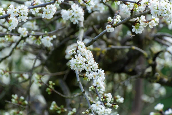 荷兰贝都韦的李子 果树和果树的春天白花 — 图库照片