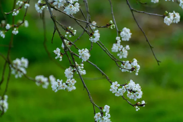 Весенний Белый Цветок Сливового Чернослив Фруктового Дерева Сад Фруктовыми Деревьями — стоковое фото