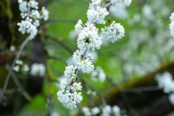 Wiosenny Biały Kwiat Śliwkowego Drzewa Owocowego Sad Drzewami Owocowymi Betuwe — Zdjęcie stockowe