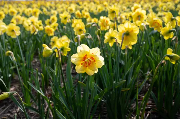 Holandské Jaro Barevné Žluté Květy Narcisů Květu Zemědělských Polích Dubnu — Stock fotografie