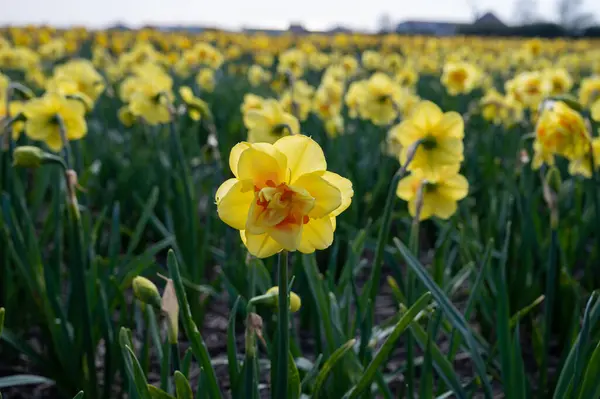 荷兰春天 五彩缤纷的黄水仙花盛开在荷兰北部利塞附近的农田里 — 图库照片