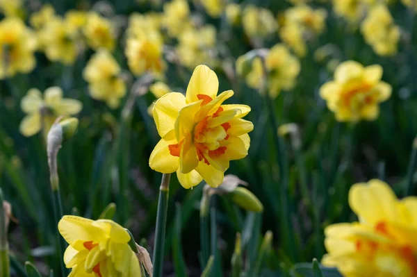 Holländischer Frühling Bunte Gelbe Narzissenblüten Blühen Auf Bauernhöfen Der Nähe — Stockfoto