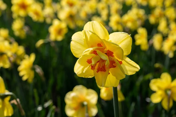 Holländischer Frühling Bunte Gelbe Narzissenblüten Blühen Auf Bauernhöfen Der Nähe — Stockfoto