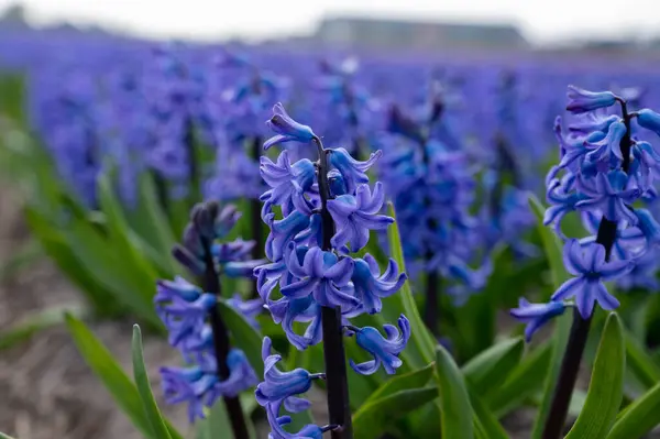 オランダの春 オランダの北オランダのリスス近くの農場の畑で4月に強い香りのあるカラフルなヒヤシンスの花 — ストック写真