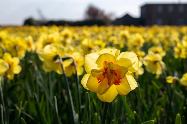 Nederlandse Lente Kleurrijke Gele Narcissen Bloemen Bloei Akkers April Bij — Stockfoto