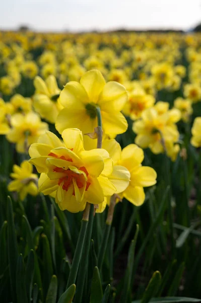 Holenderska Wiosna Kolorowe Żółte Żonkile Kwiaty Kwiecie Polach Rolnych Kwietniu — Zdjęcie stockowe