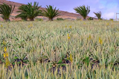 Aloe vera çiftliği, aloe vera yetiştirme, ilaç, kozmetik, cilt bakımı, dekorasyon, Fuerteventura, Kanarya Adaları, İspanya