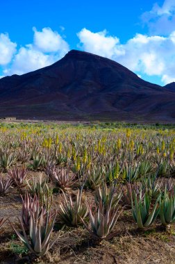 Aloe vera çiftliği, aloe vera yetiştirme, ilaç, kozmetik, cilt bakımı, dekorasyon, Fuerteventura, Kanarya Adaları, İspanya