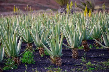 Aloe vera çiftliği, aloe vera yetiştirme, ilaç, kozmetik, cilt bakımı, dekorasyon, Fuerteventura, Kanarya Adaları, İspanya