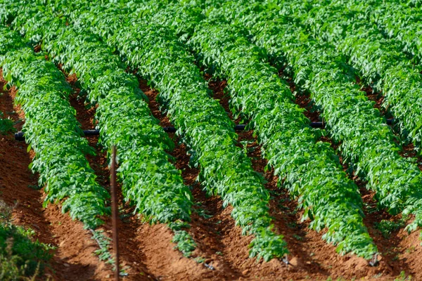 Papas Negras Planter Lokale Sorte Kartoffelplantager Furteventura Kanariske Øer Spanien - Stock-foto
