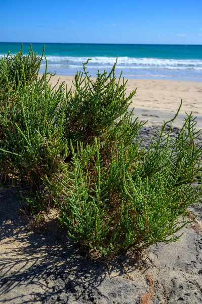 Salicornia edible plants growing in salt marshes, beaches, named also glasswort, pickleweed, picklegrass, marsh samphire, sea beans, samphire greens or sea asparagus, Fuerteventura, Canary islands, Spain