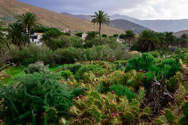 Trees Flowers Canarian Old Town Betancuria Fuerteventura Island Winter Spain — Photo