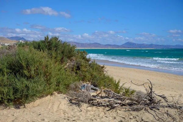 해변에서 자라는 코니아 식물들 그래스 파이어 프레이저 아스파라거스 푸에르테벤투라 스페인 — 스톡 사진