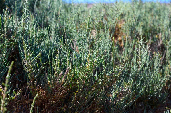 生长在盐沼 海滩上的食用植物 也被称为Glasswort Pickleweed Picklegrass Marsh Samphire Sea Beans Samphire — 图库照片