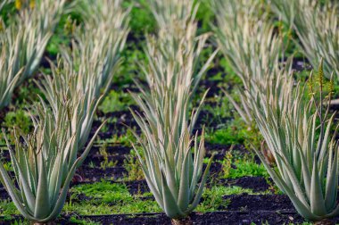 Aloe vera çiftliği, aloe vera yetiştirme, ilaç, kozmetik, cilt bakımı, dekorasyon, Fuerteventura, Kanarya Adaları, İspanya