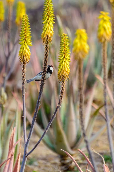 Oiseau Canari Assis Sur Des Fleurs Aloès Jaune Plantation Aloe — Photo