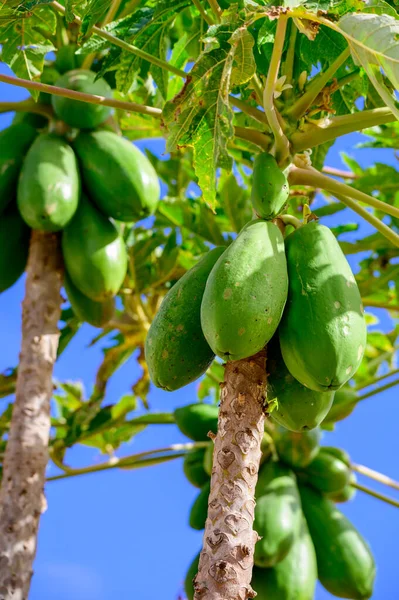 stock image Tropical green papaya fruits hanging on tree, plantations of papaya on Canary islands, Spain