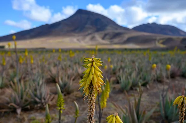 stock image Aloe vera plantation, cultivation of aloe vera, healthy plant used for medicine, cosmetics, skin care, decoration, Fuerteventura, Canary Islands, Spain