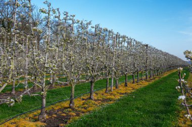 Armut ağaçlarının bahar beyaz çiçeği meyve bahçesinde, Sint-Truiden, Haspengouw, Belçika Nisan 'da