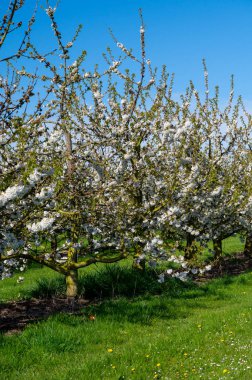Bahar çiçekleri meyve bahçesinde, meyve bölgesi Haspengouw, Sint-Truiden, Belçika, doğa manzarası