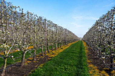 Armut ağaçlarının bahar beyaz çiçeği meyve bahçesinde, Sint-Truiden, Haspengouw, Belçika Nisan 'da