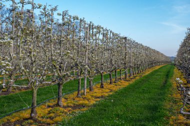 Armut ağaçlarının bahar beyaz çiçeği meyve bahçesinde, Sint-Truiden, Haspengouw, Belçika Nisan 'da