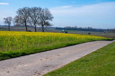 Botanik koleksiyonu, yağdan zengin tohumu, bitkisel yağ ve protein kaynağı için ekilen parlak sarı çiçekli Rapeseed Napus Napus Nisan ayında Haspengouw, Sint-Truiden, Belçika