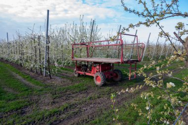Bahar beyaz çiçek açan meyve ağaçları meyve bahçesinde, Sint-Truiden, Haspengouw, Belçika Nisan 'da