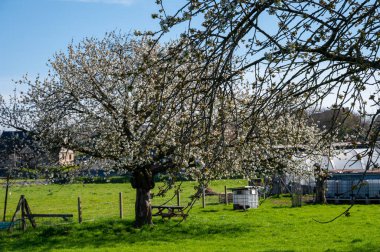 Bahar çiçekleri meyve bahçesinde, meyve bölgesi Haspengouw, Sint-Truiden, Belçika, doğa manzarası