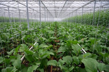 Hollanda organik serası sıralı patlıcan bitkileriyle olgun mor sebzeler ve mor çiçeklerle Hollanda 'da tarım