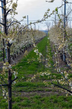 Bahar beyaz çiçek açan meyve ağaçları meyve bahçesinde, Sint-Truiden, Haspengouw, Belçika Nisan 'da
