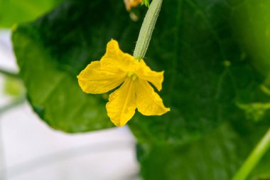 Genç yeşil salatalık sebzeleri yeşil evdeki salatalık bitkilerine asılıyor, Hollanda 'da tarım yapılıyor.