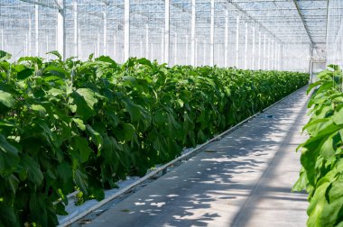 Hollanda organik serası sıralı patlıcan bitkileriyle olgun mor sebzeler ve mor çiçeklerle Hollanda 'da tarım