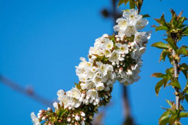 Bahar çiçekleri meyve bahçesinde, meyve bölgesi Haspengouw, Sint-Truiden, Belçika, doğa manzarası