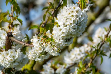 Bahar çiçekleri meyve bahçesinde, meyve bölgesi Haspengouw, Sint-Truiden, Belçika, doğa manzarası